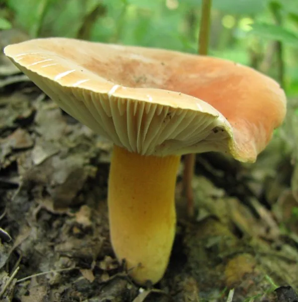 Lactarius hygrophoroides (Lactarius hygrophoroides) — photo mycologique
