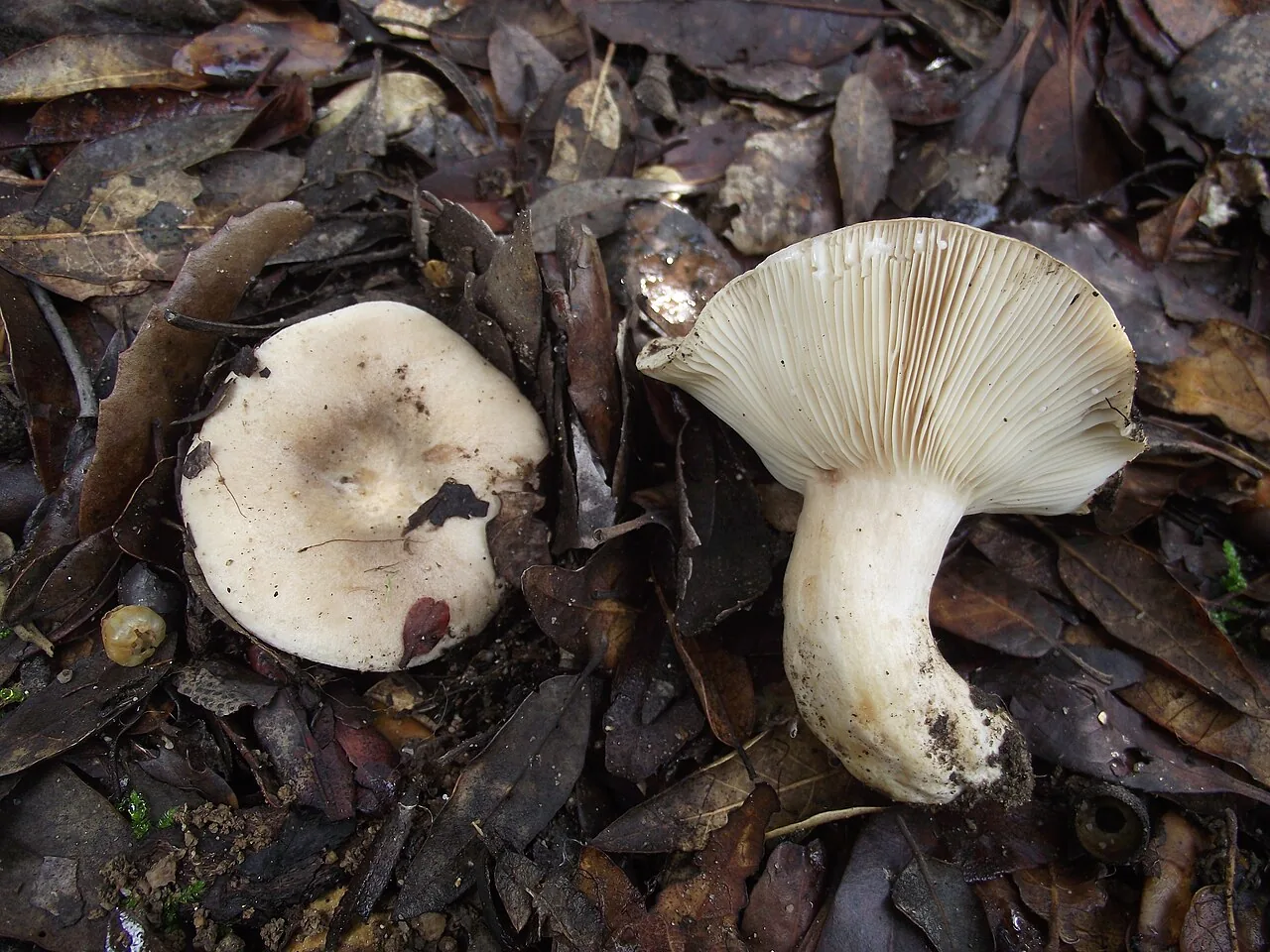 Lactarius ilicis (Lactarius ilicis) — photo mycologique