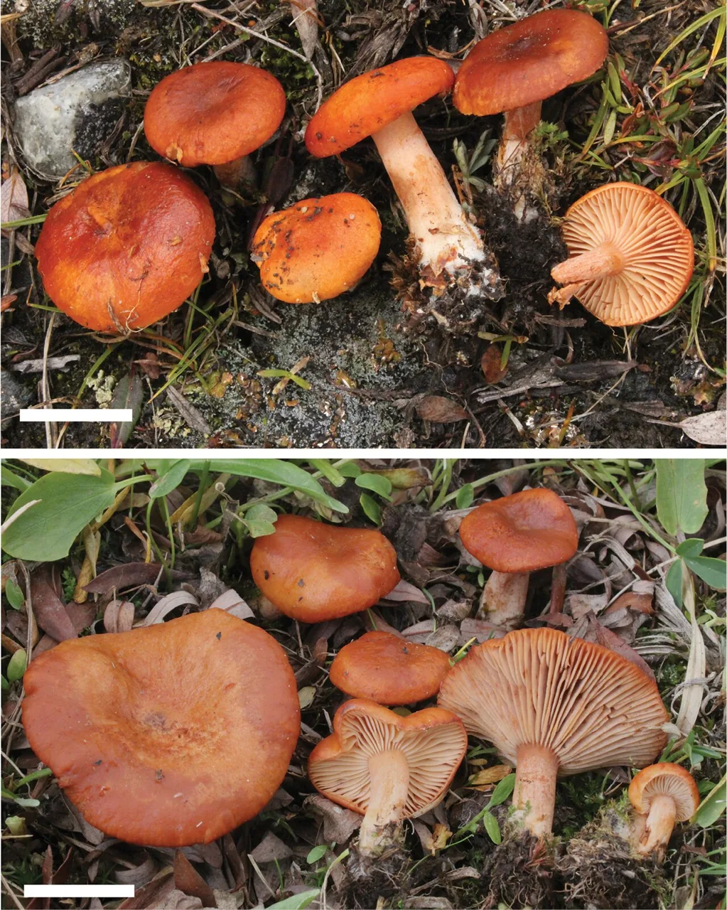 Lactarius lanceolatus (Lactarius lanceolatus) — photo mycologique