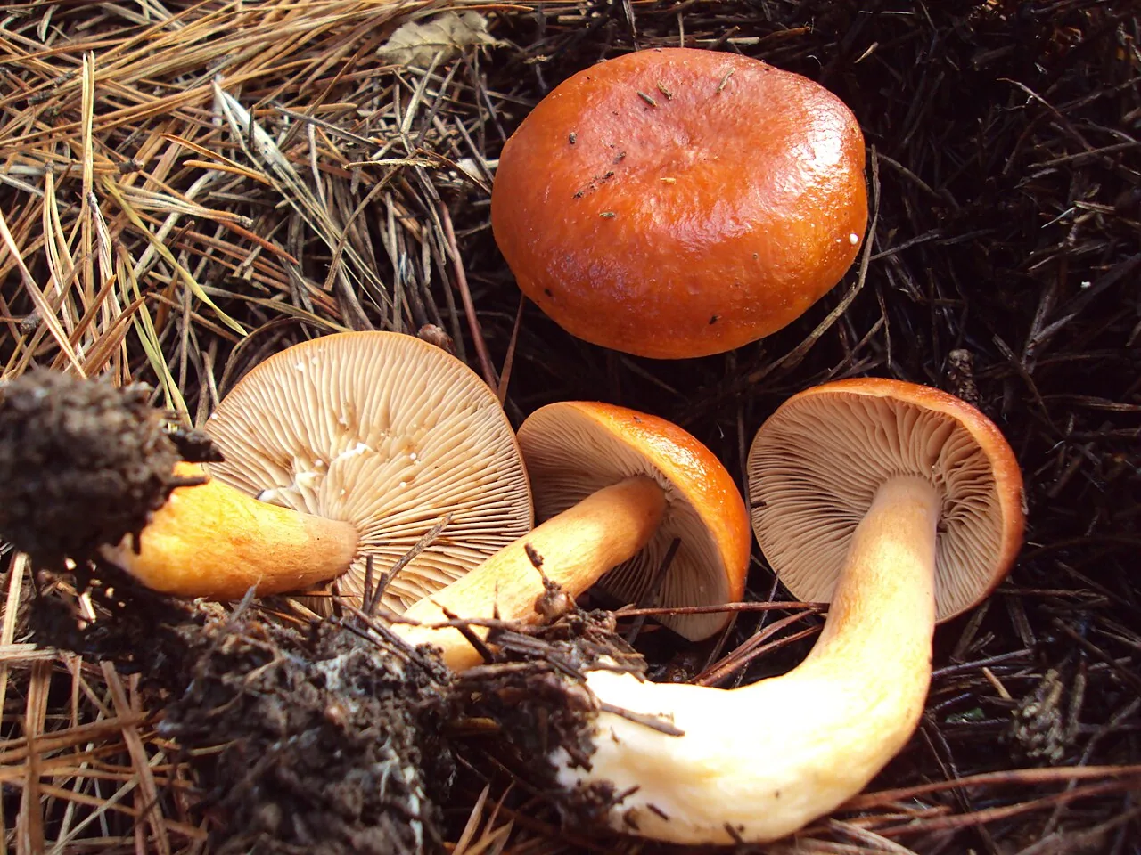 Lactarius luculentus (Lactarius luculentus) — photo mycologique