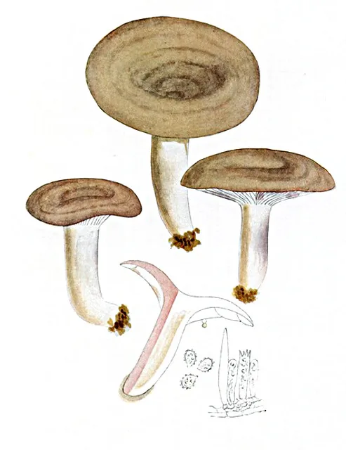 Lactarius luridus (Lactarius luridus) — photo mycologique