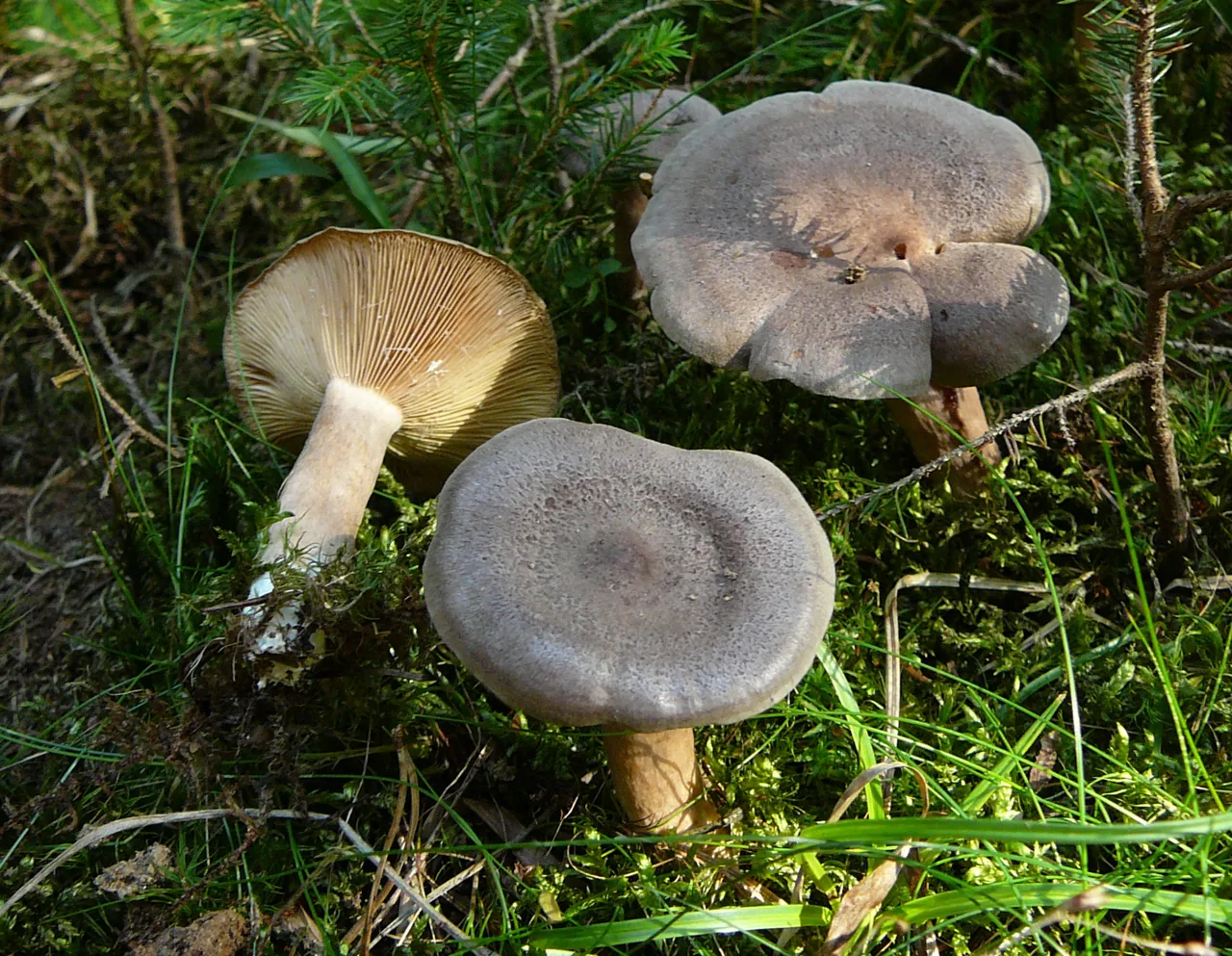 Lactarius mammosus (Lactarius mammosus) — photo mycologique