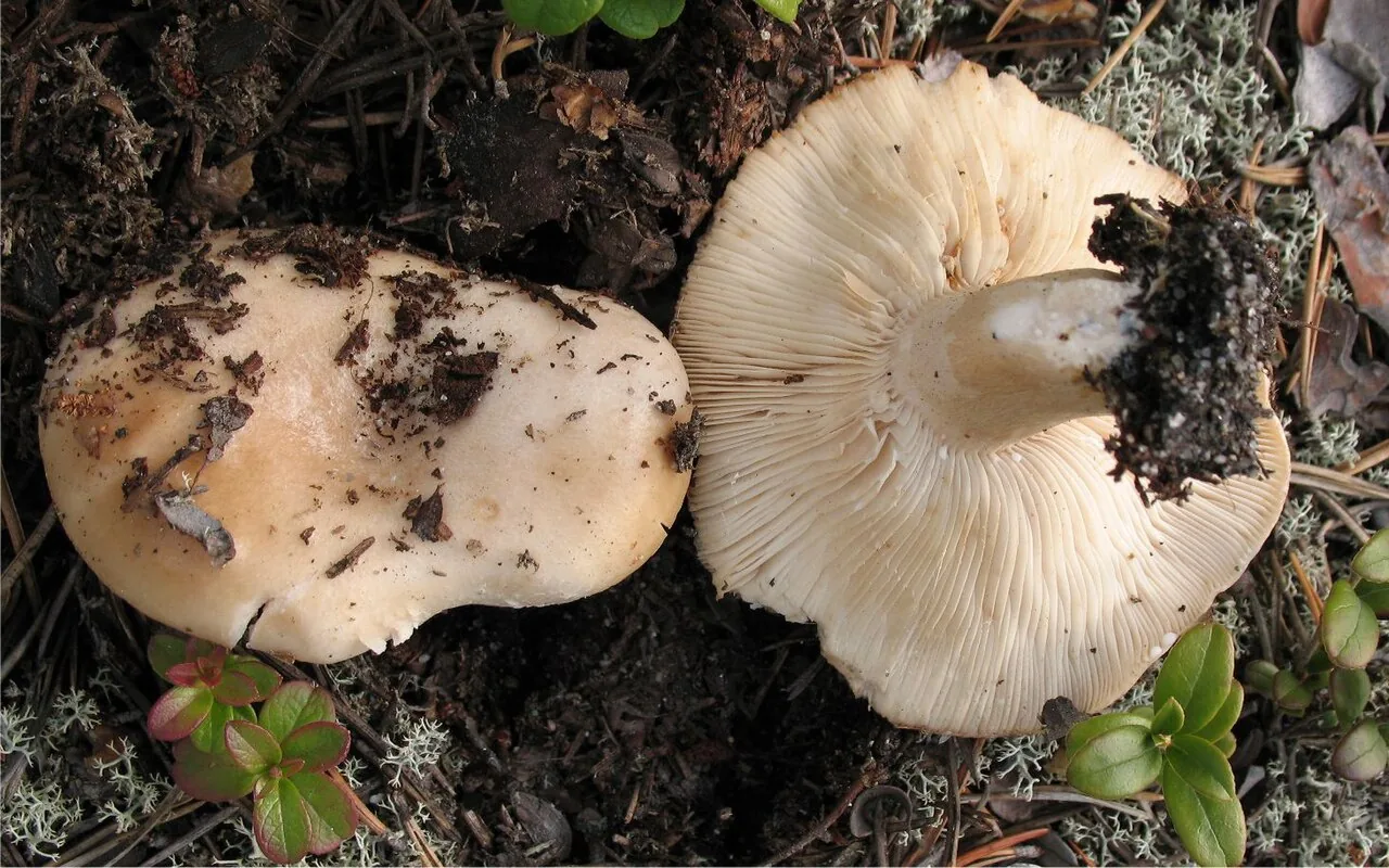 Lactarius musteus (Lactarius musteus) — photo mycologique