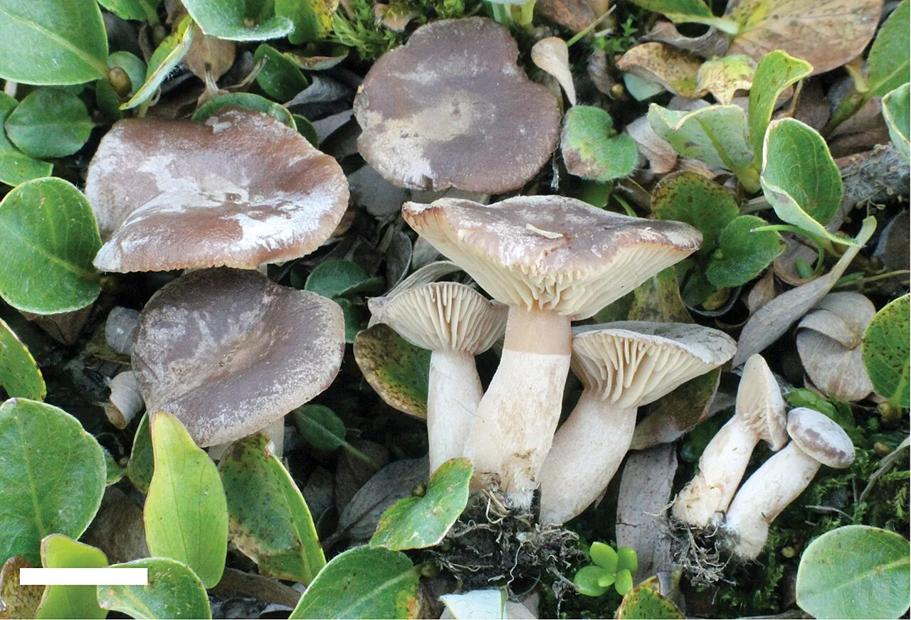 Lactarius nanus (Lactarius nanus) — photo mycologique