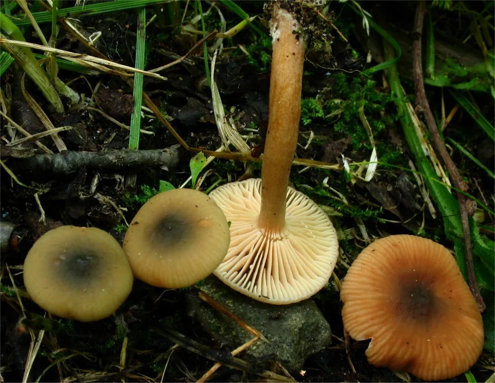 Lactarius obscuratus (Lactarius obscuratus) — photo mycologique