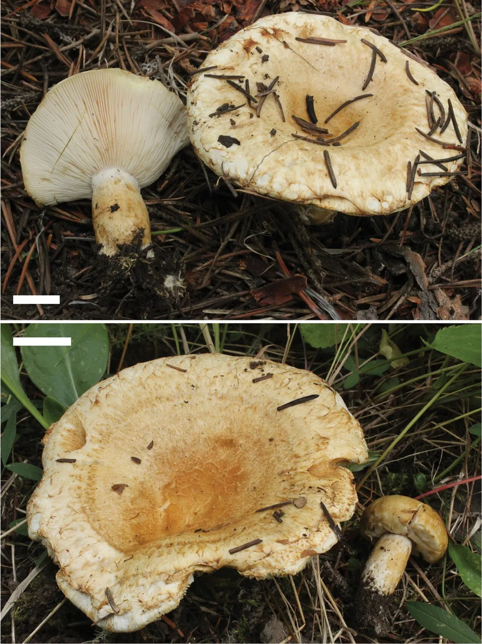 Lactarius olivinus (Lactarius olivinus) — photo mycologique