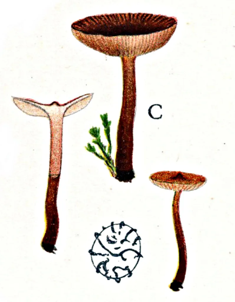 Lactarius omphaliiformis (Lactarius omphaliiformis) — photo mycologique
