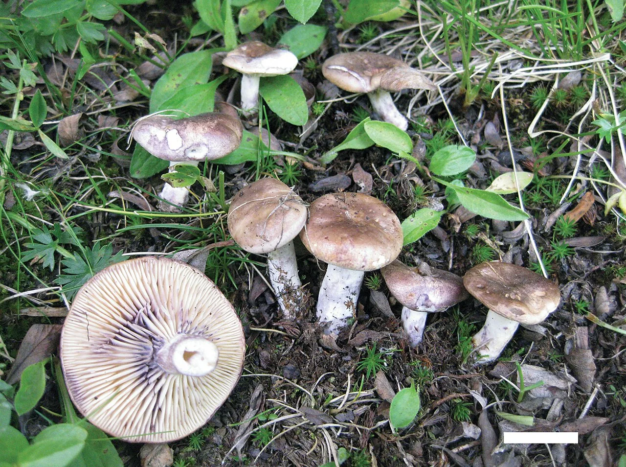 Lactarius pallidomarginatus (Lactarius pallidomarginatus) — photo mycologique