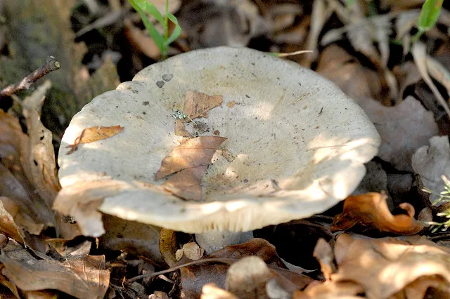 Lactarius pallidus (Lactarius pallidus) — photo mycologique