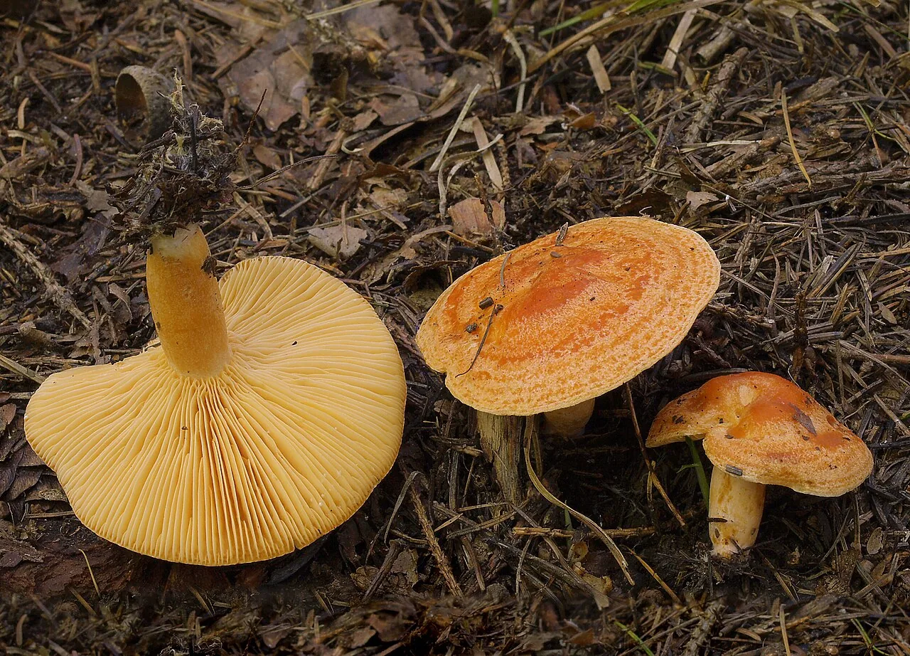 Lactarius porniniae (Lactarius porniniae) — photo mycologique
