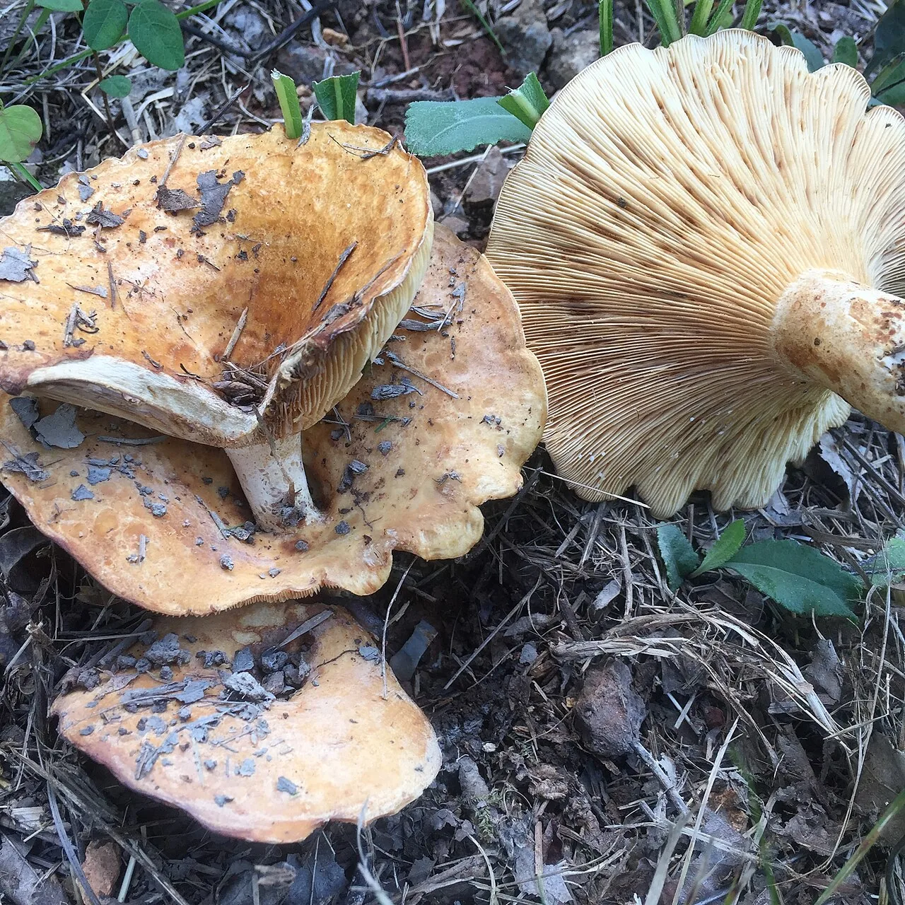 Lactarius psammicola (Lactarius psammicola) — photo mycologique