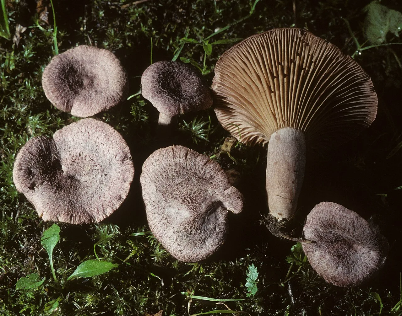 Lactarius purpureoechinatus (Lactarius purpureoechinatus) — photo mycologique