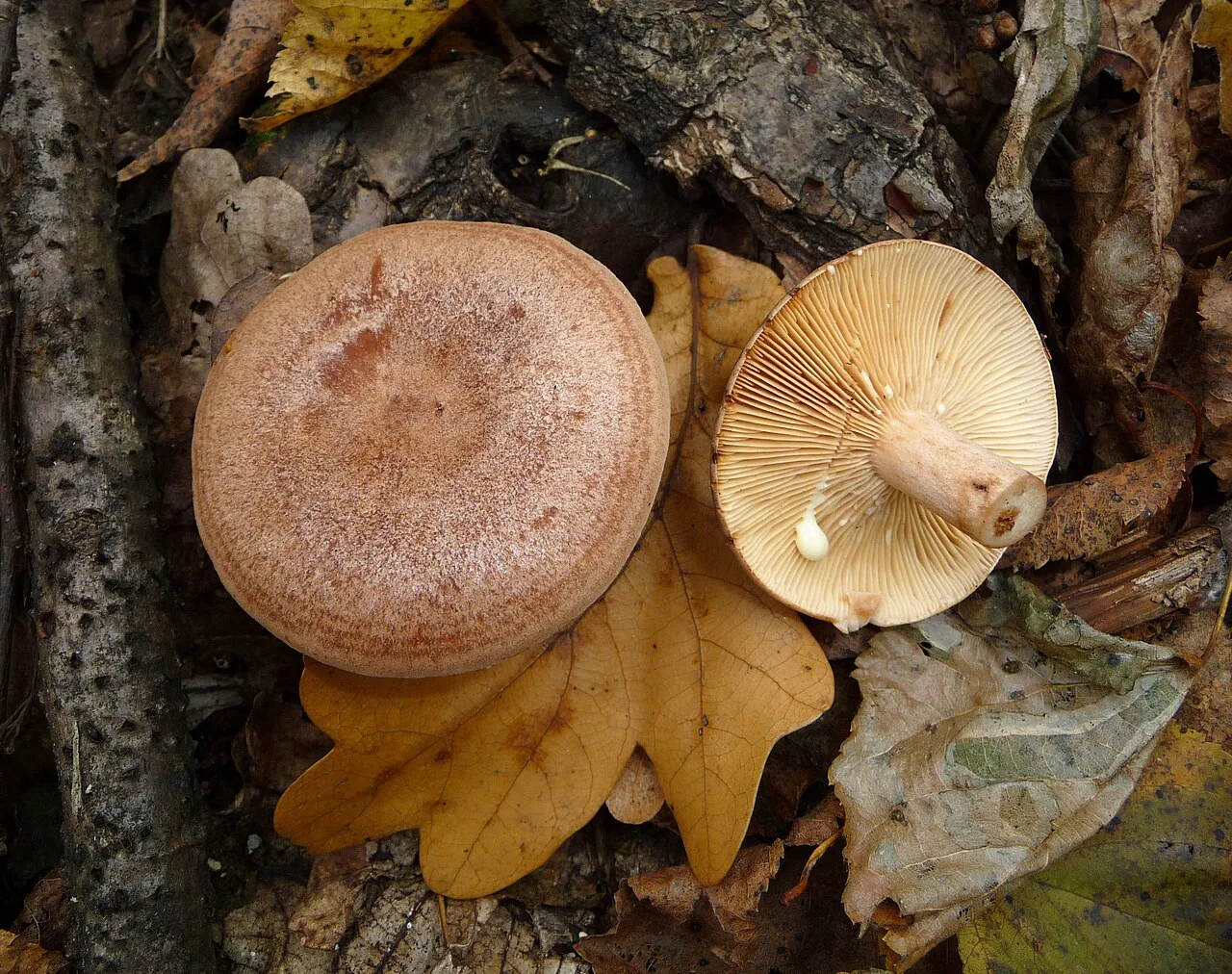 Lactarius quietus (Lactarius quietus) — photo mycologique