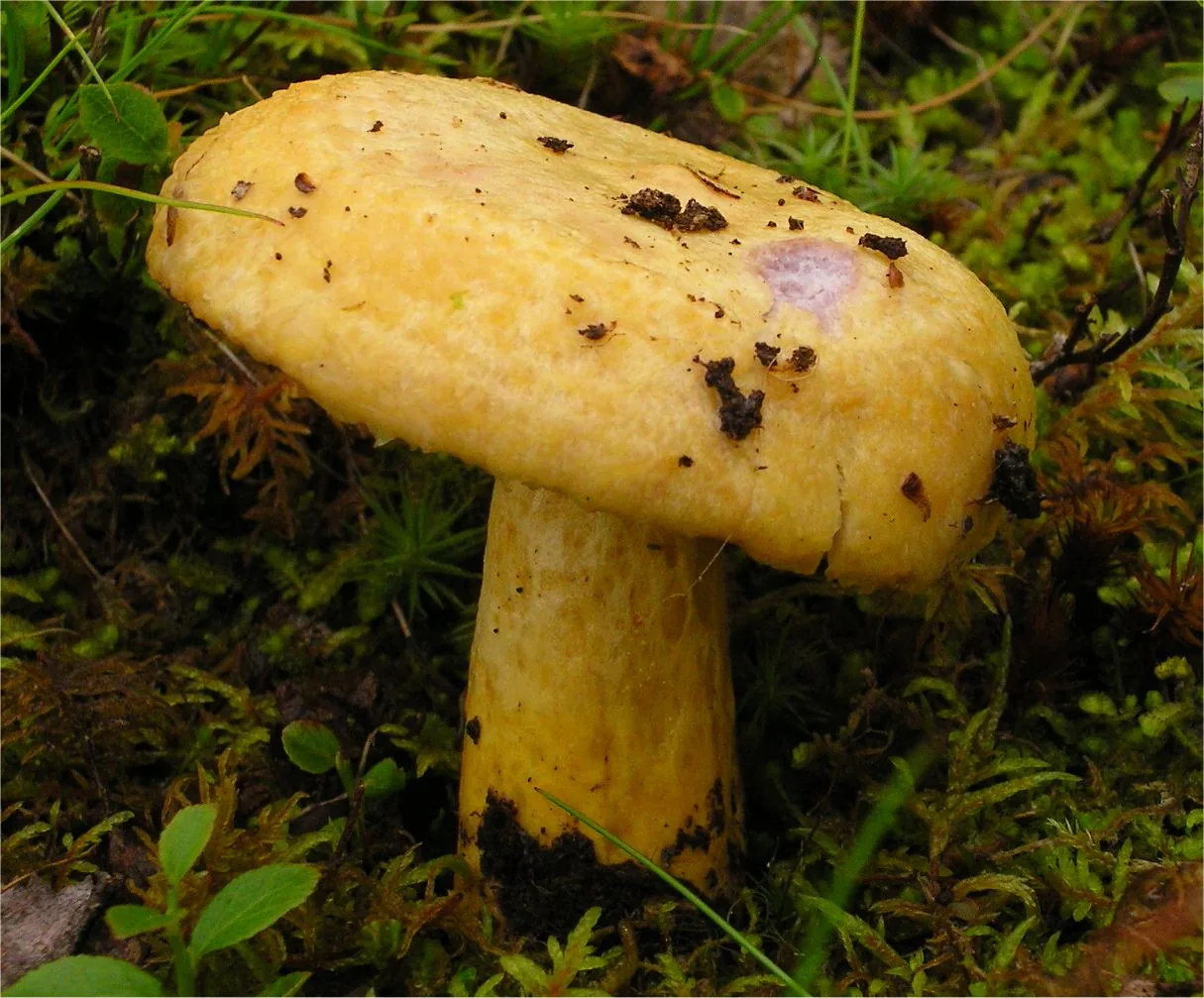 Lactarius repraesentaneus (Lactarius repraesentaneus) — photo mycologique