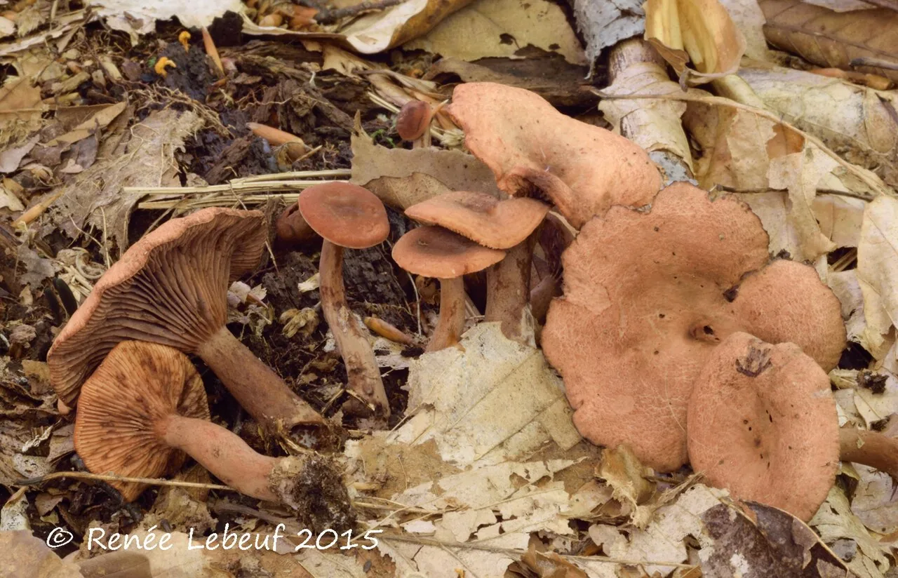 Lactarius rimosellus (Lactarius rimosellus) — photo mycologique