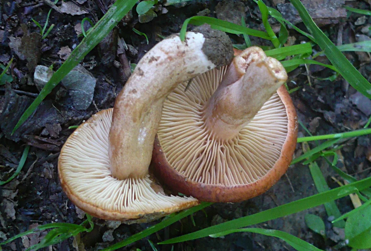 Lactarius rostratus (Lactarius rostratus) — photo mycologique