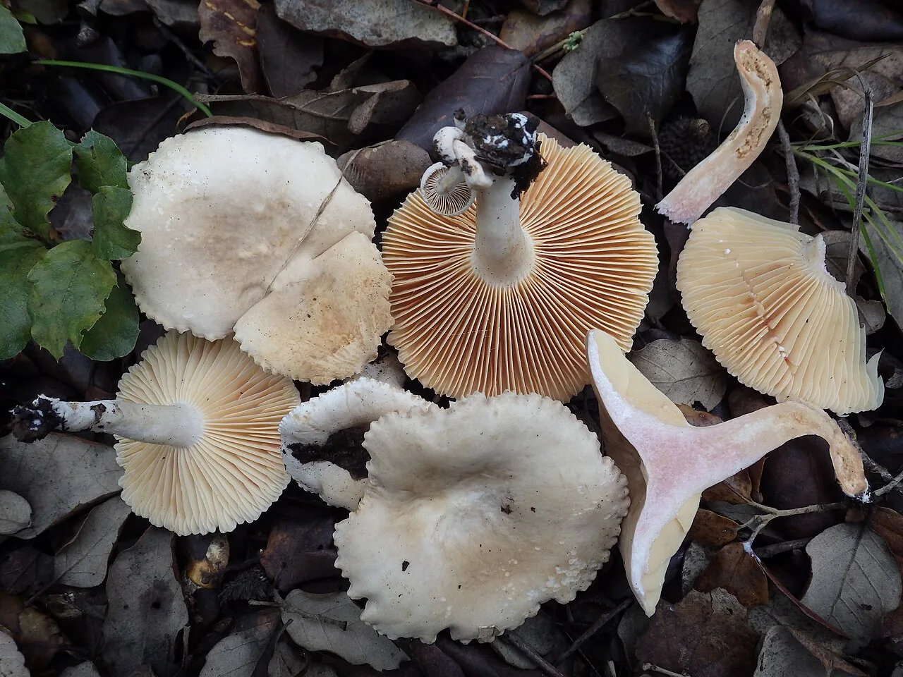 Lactarius ruginosus (Lactarius ruginosus) — photo mycologique