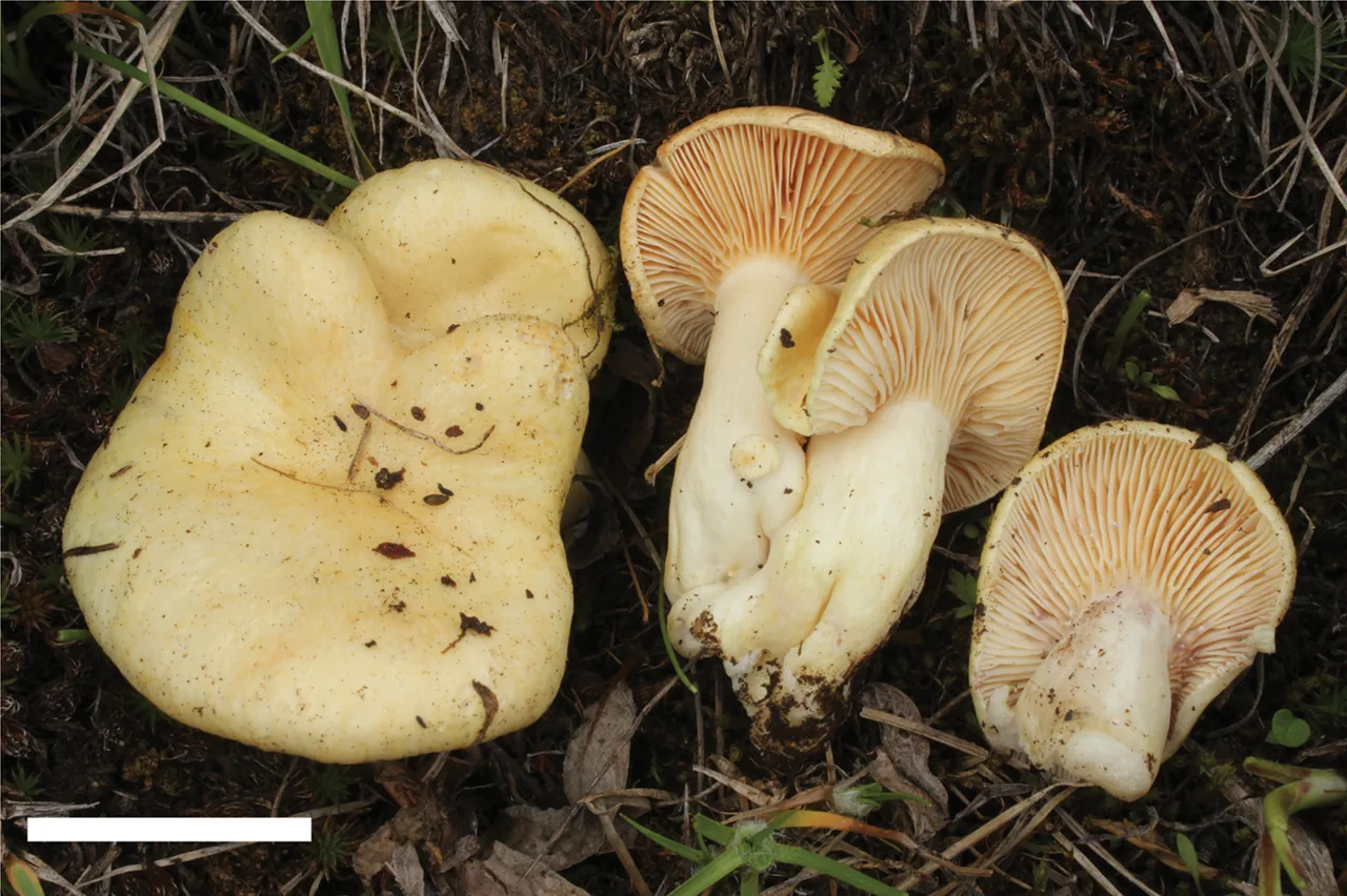 Lactarius salicis-reticulatae (Lactarius salicis-reticulatae) — photo mycologique