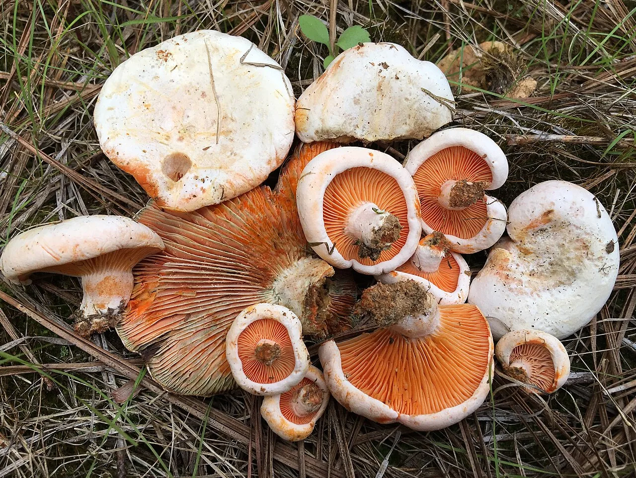Lactarius salmoneus (Lactarius salmoneus) — photo mycologique