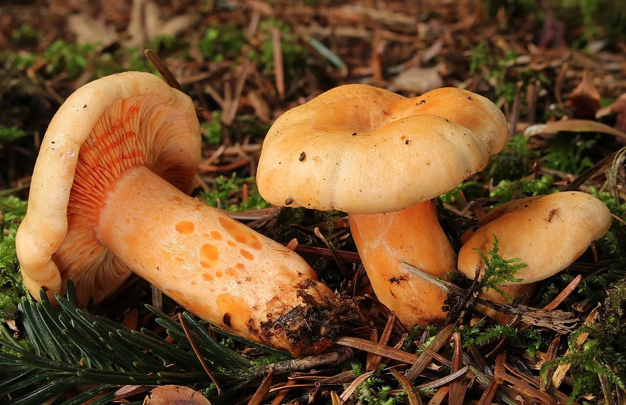Lactarius salmonicolor (Lactarius salmonicolor) — photo mycologique