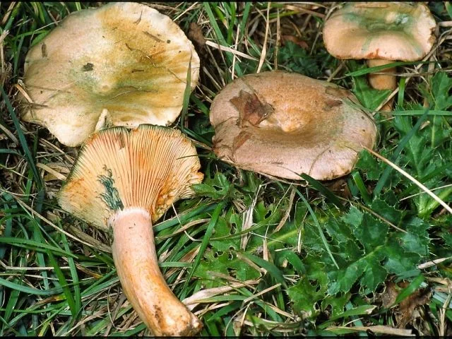 Lactarius semisanguifluus (Lactarius semisanguifluus) — photo mycologique
