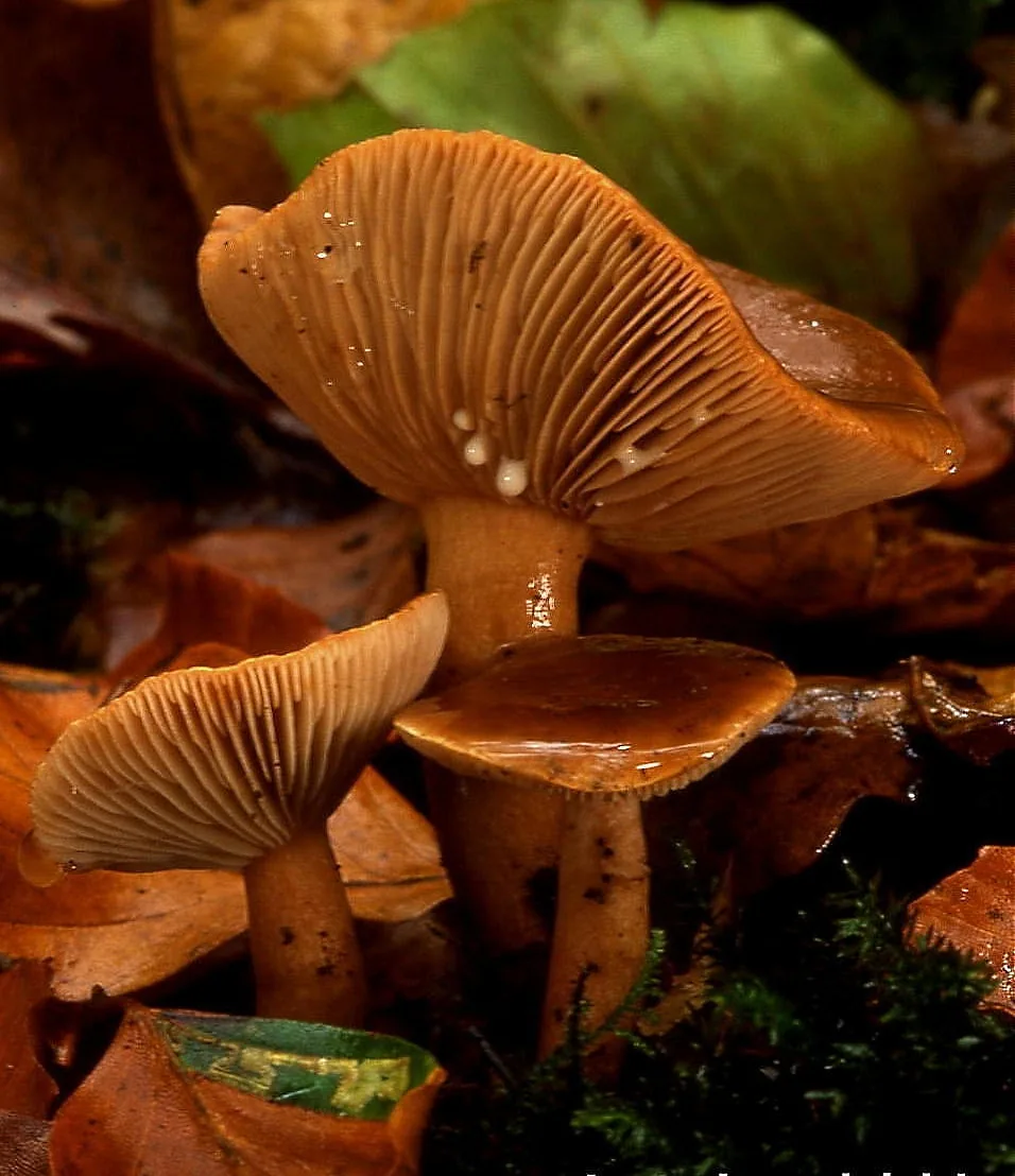 Lactarius subdulcis (Lactarius subdulcis) — photo mycologique
