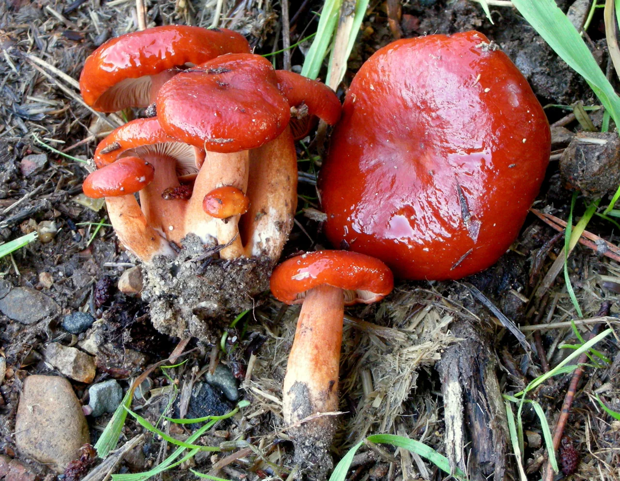 Lactarius subflammeus (Lactarius subflammeus) — photo mycologique