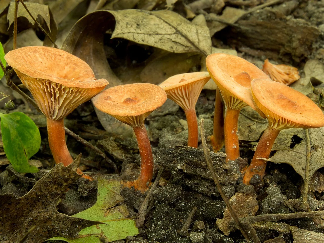 Lactarius subserifluus (Lactarius subserifluus) — photo mycologique