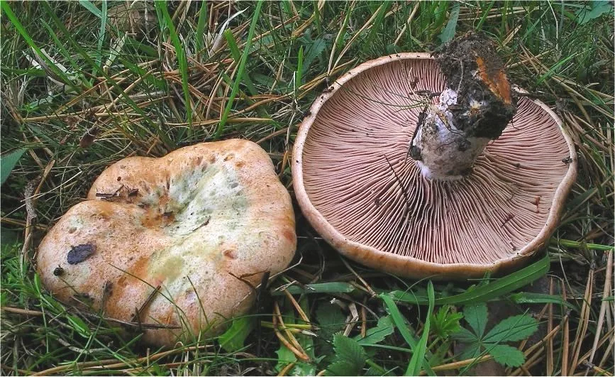 Lactarius subtestaceus (Lactarius subtestaceus) — photo mycologique