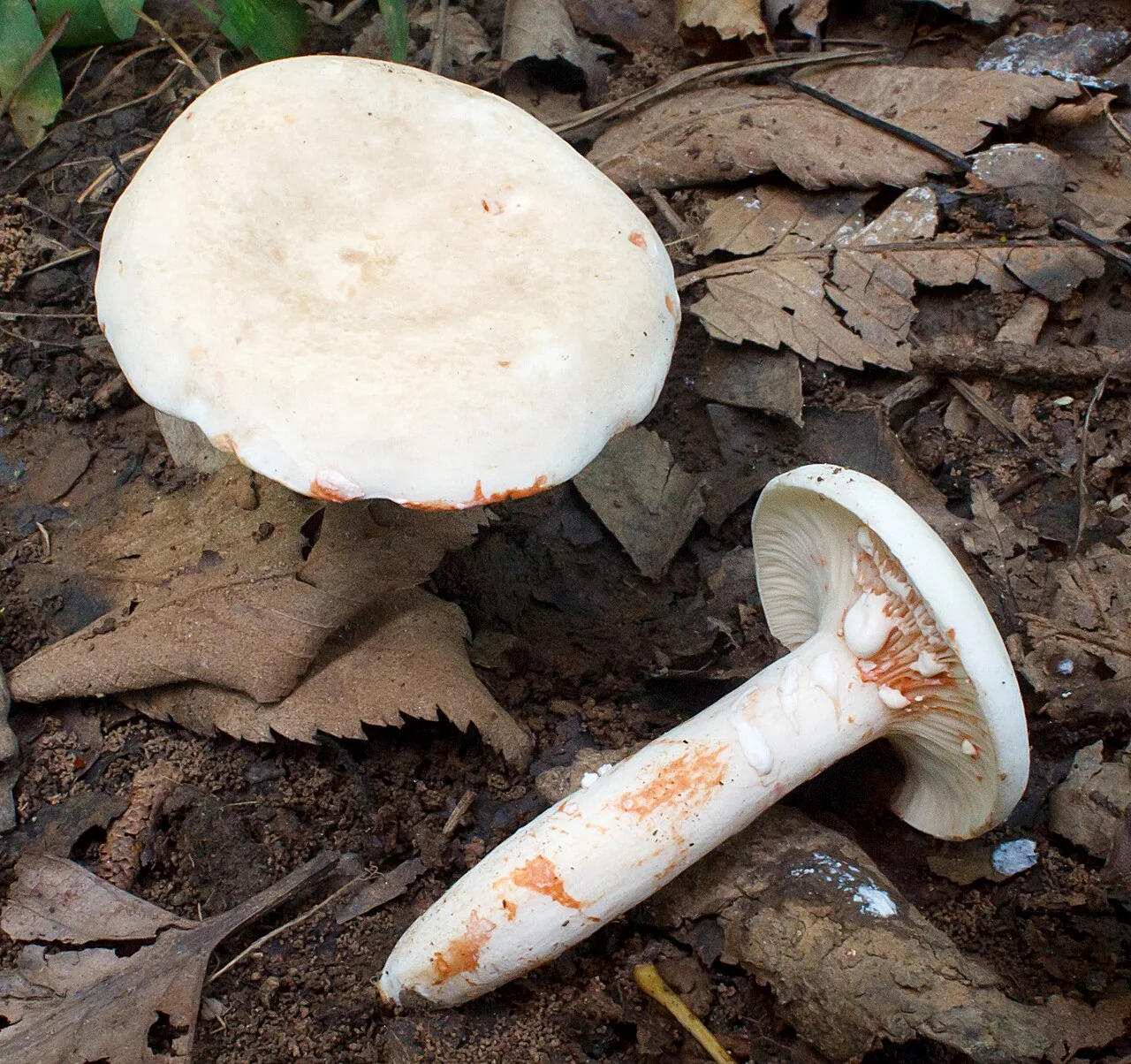 Lactarius subvernalis (Lactarius subvernalis) — photo mycologique