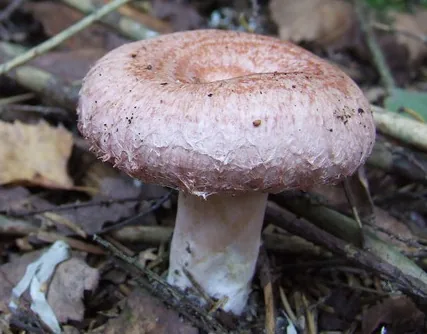 Lactarius torminosus (Lactarius torminosus) — photo mycologique