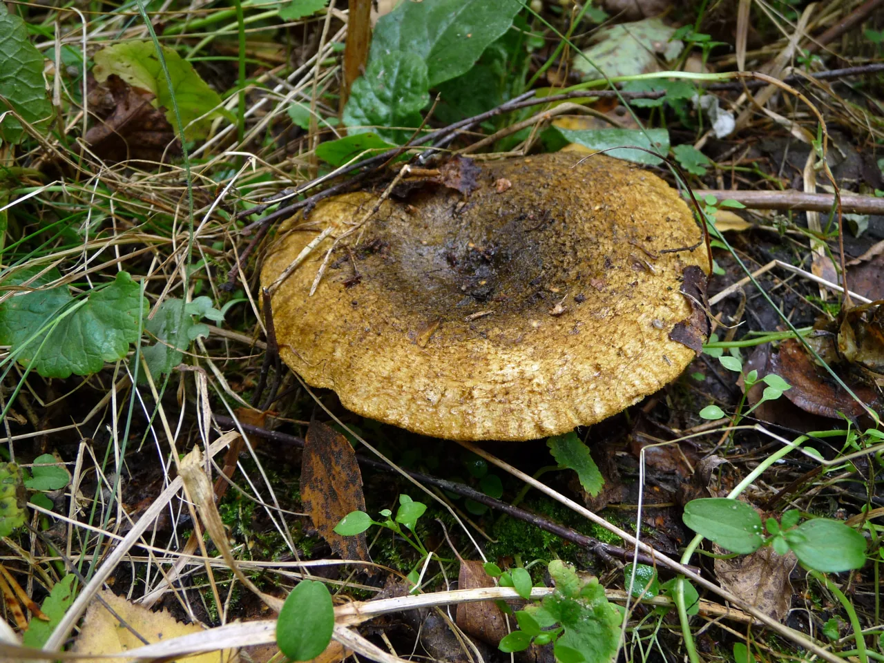Lactarius turpis (Lactarius turpis) — photo mycologique