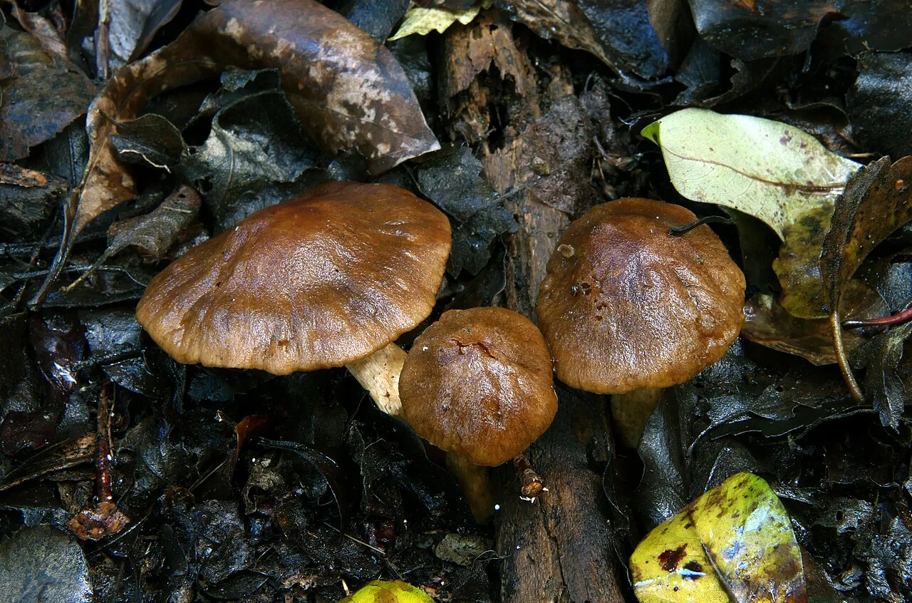 Lactarius umerensis (Lactarius umerensis) — photo mycologique