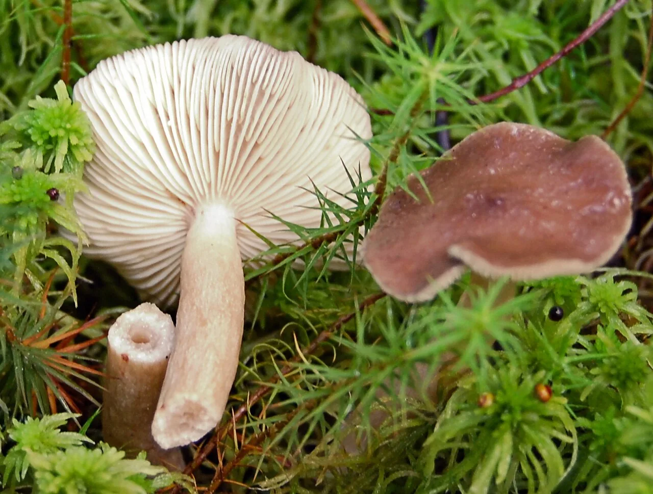 Lactarius vietus (Lactarius vietus) — photo mycologique