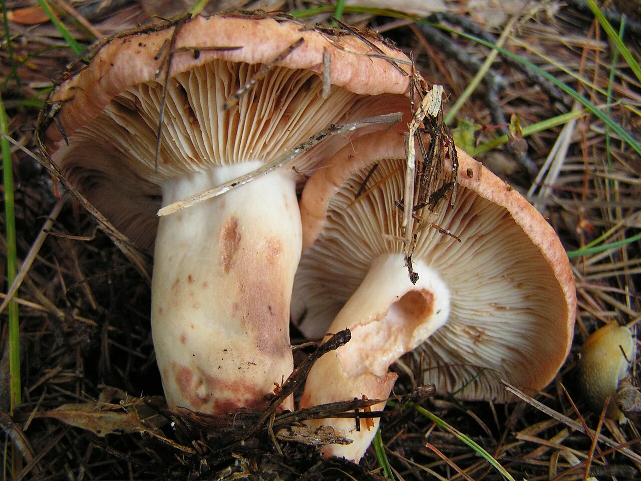 Lactarius vinaceorufescens (Lactarius vinaceorufescens) — photo mycologique