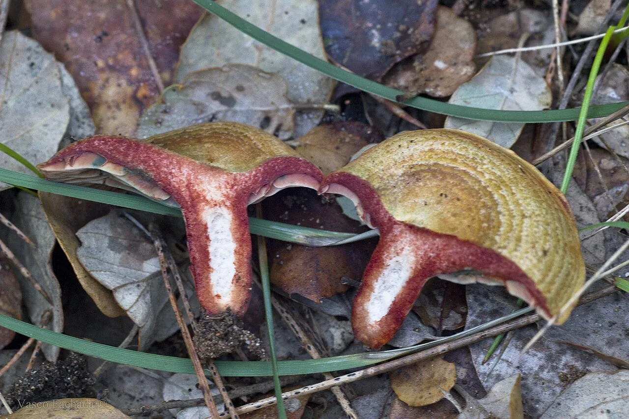 Lactarius vinosus (Lactarius vinosus) — photo mycologique