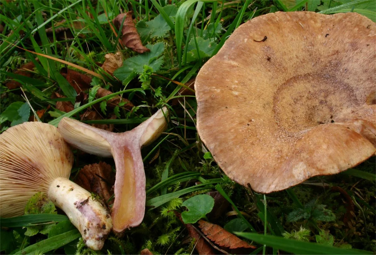 Lactarius violascens (Lactarius violascens) — photo mycologique