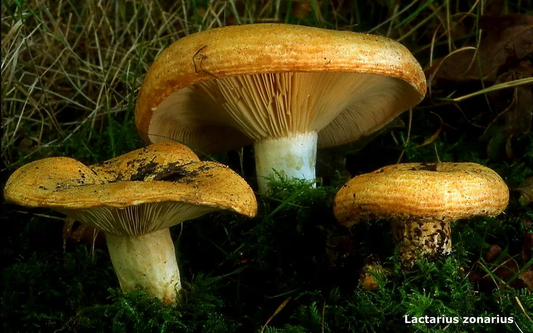 Lactarius zonarius (Lactarius zonarius) — photo mycologique
