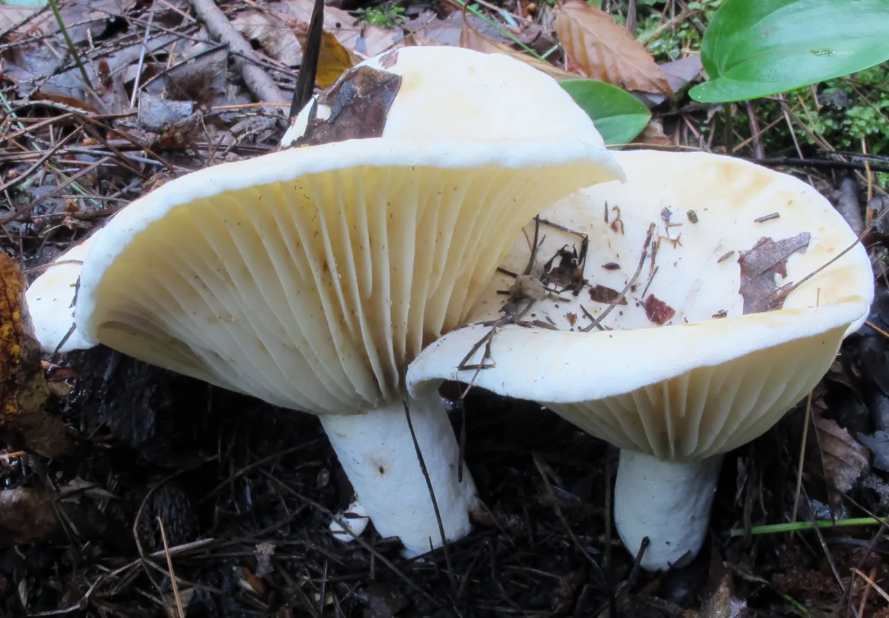 Lactifluus igniculus (Lactifluus igniculus) — photo mycologique