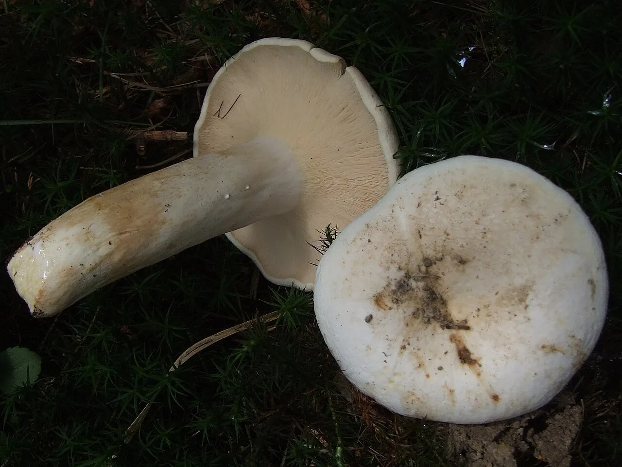 Lactifluus pectinatus (Lactifluus pectinatus) — photo mycologique
