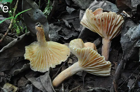 Lactifluus persicinus (Lactifluus persicinus) — photo mycologique