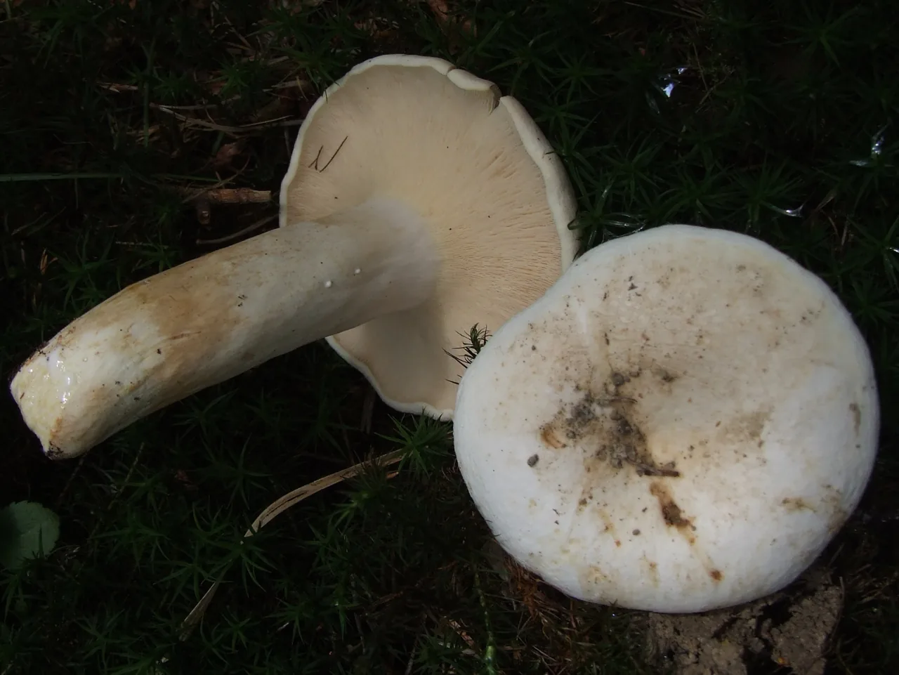 Lactifluus subgerardii (Lactifluus subgerardii) — photo mycologique