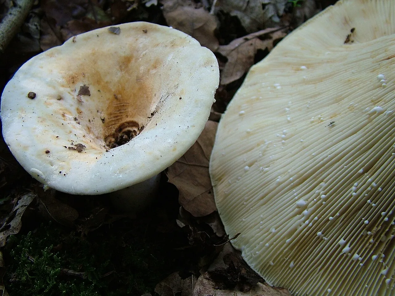 Lactifluus vellereus (Lactifluus vellereus) — photo mycologique