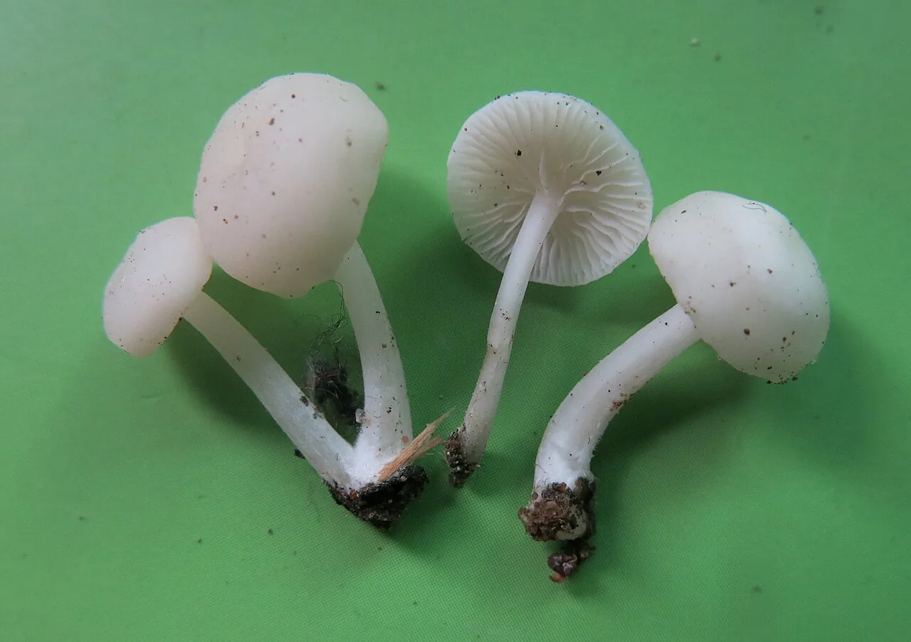 Lactocollybia epia (Lactocollybia epia) — photo mycologique