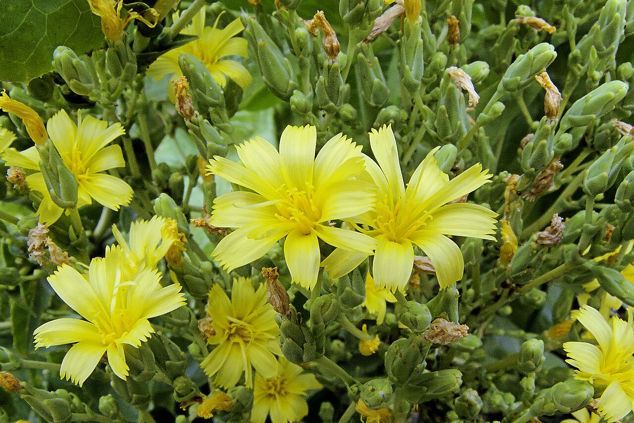 Laitue (Lactuca) — photo botanique