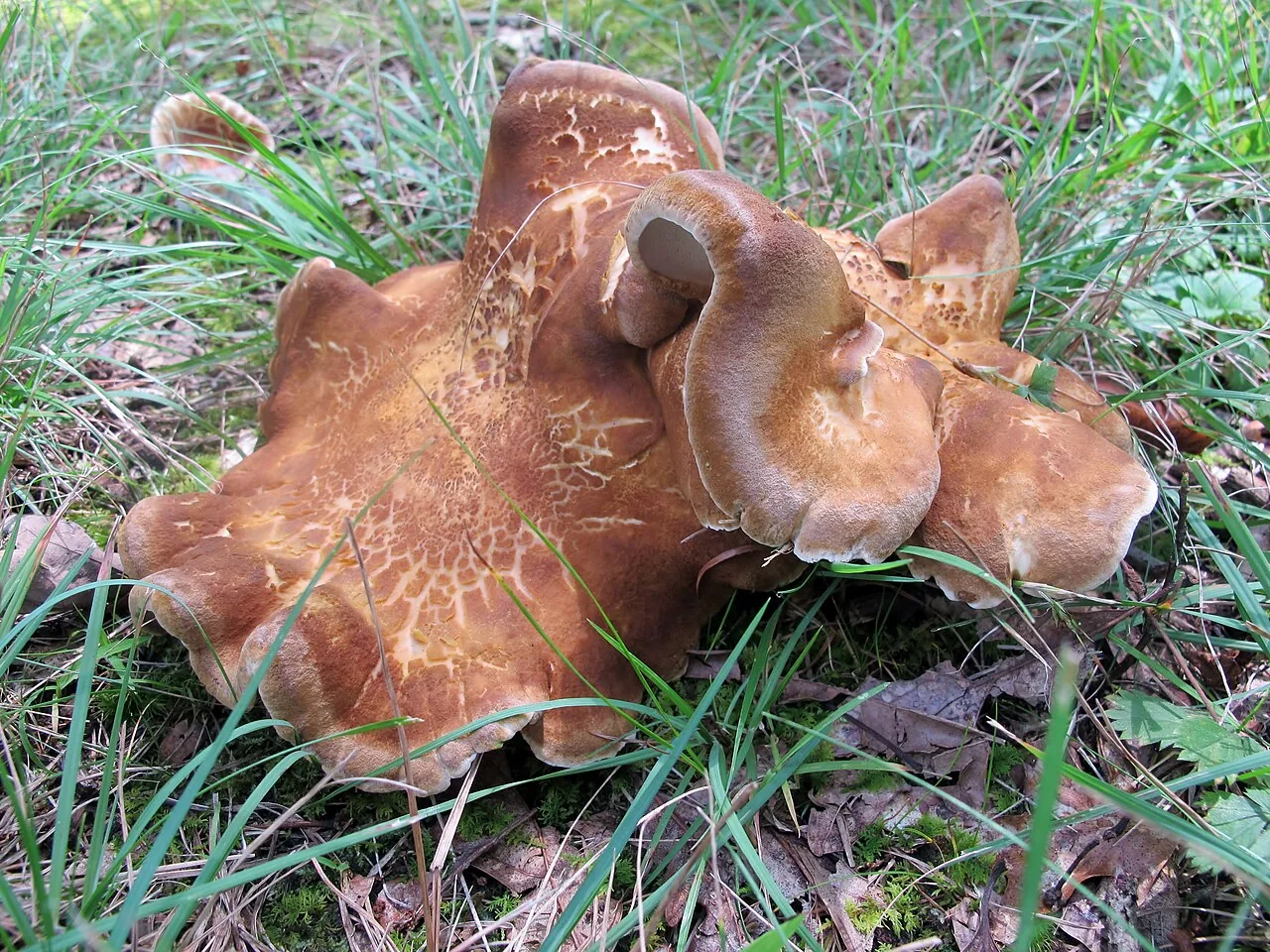 Laeticutis cristata (Laeticutis cristata) — photo mycologique
