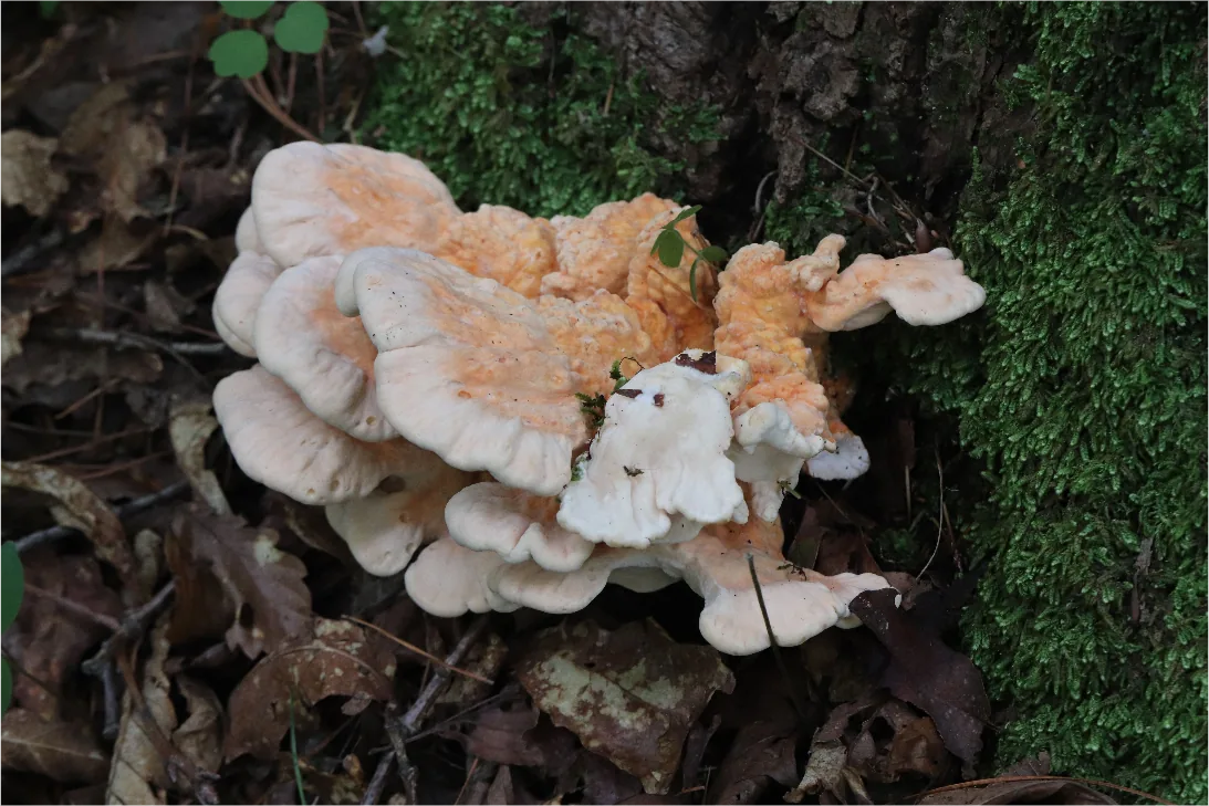 Laetiporus cremeiporus (Laetiporus cremeiporus) — photo mycologique
