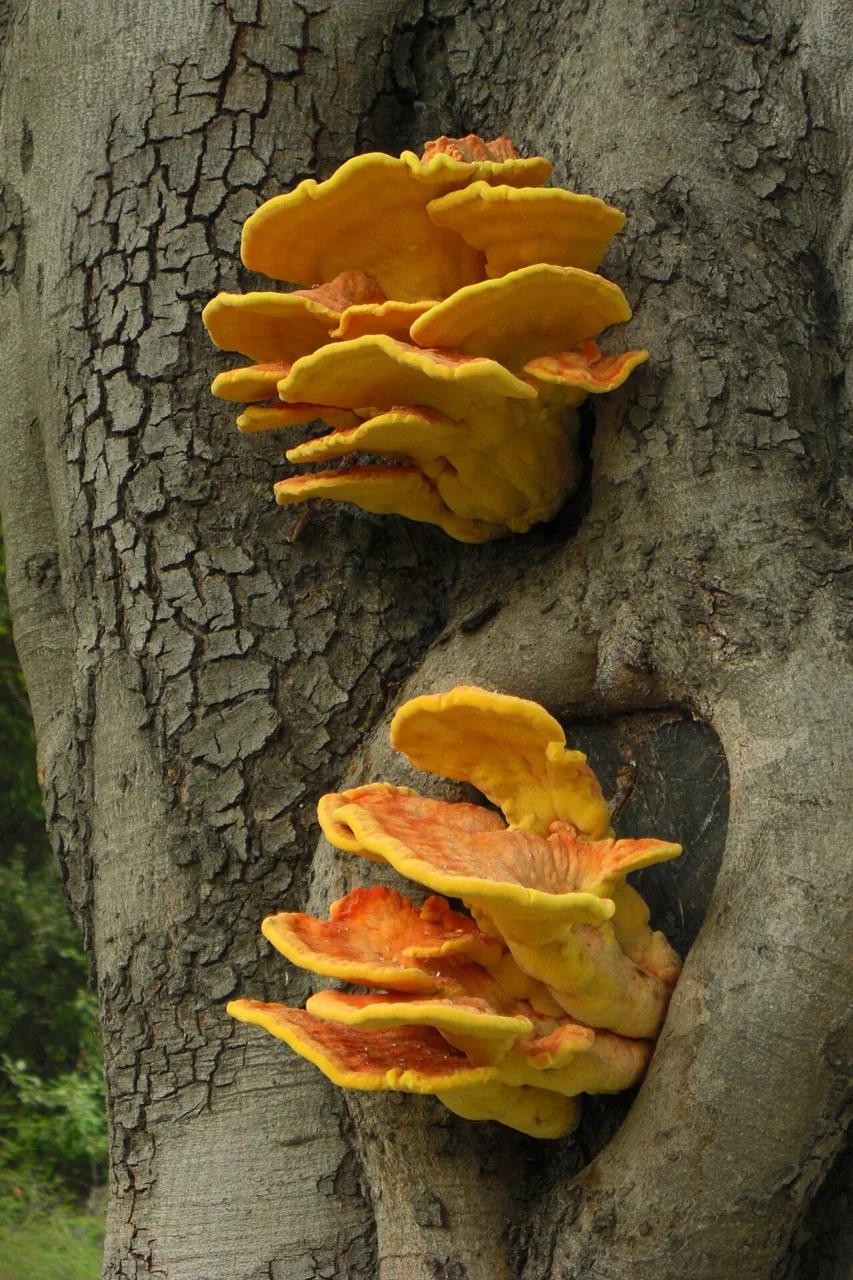 Laetiporus gilbertsonii (Laetiporus gilbertsonii) — photo mycologique