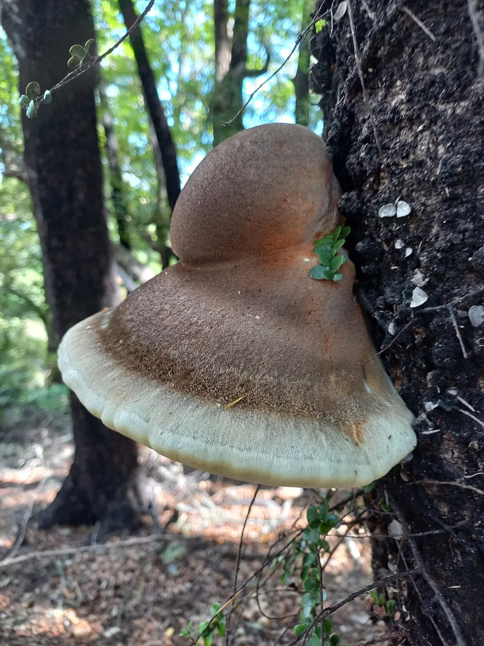 Laetiporus portentosus (Laetiporus portentosus) — photo mycologique