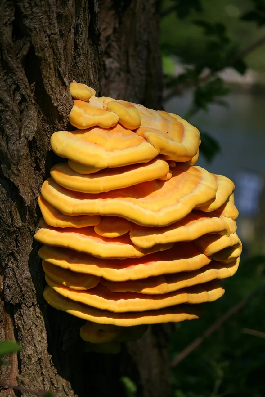 Laetiporus zonatus (Laetiporus zonatus) — photo mycologique